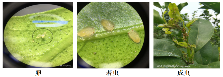 三码必中一码一公开